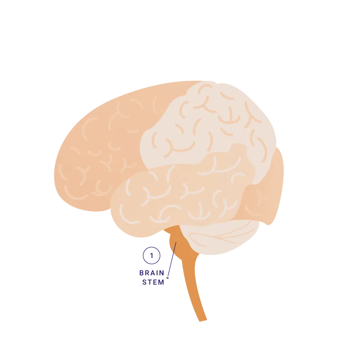 brain-stem