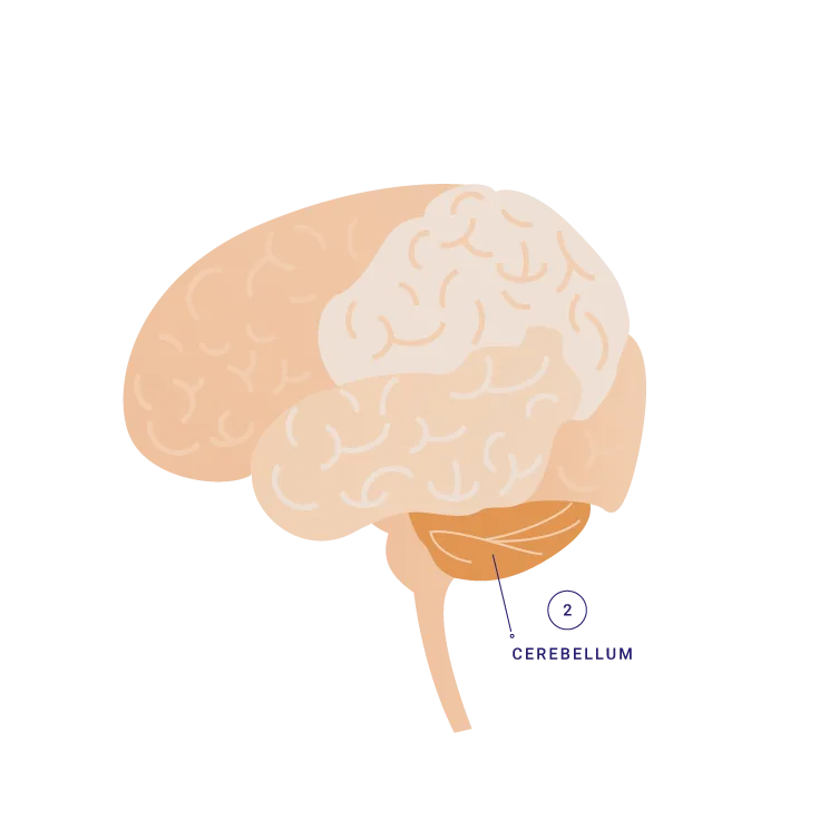 cerebellum