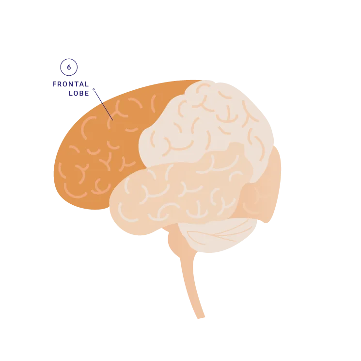 frontal-lobe