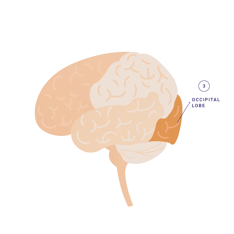 occipital-lobe