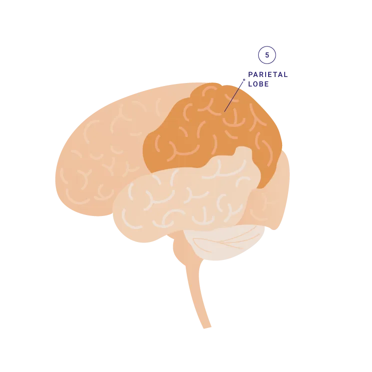 parietal-lobe