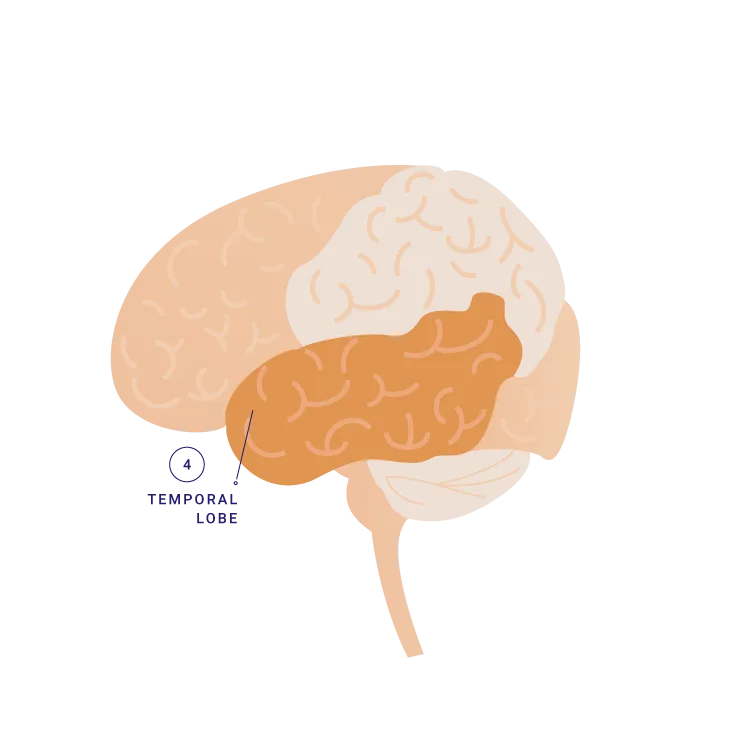temporal-lobe